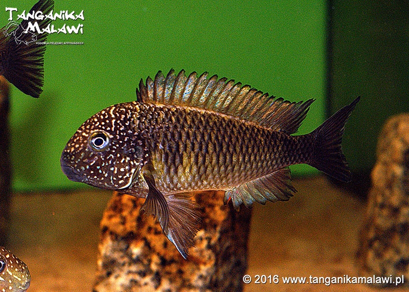 Tropheus sp. 'limespot' Lusingu